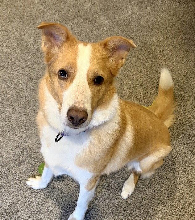 Enlarge Dexter, a Adoptable Australian Shepherd in Omaha, NE image 2/3