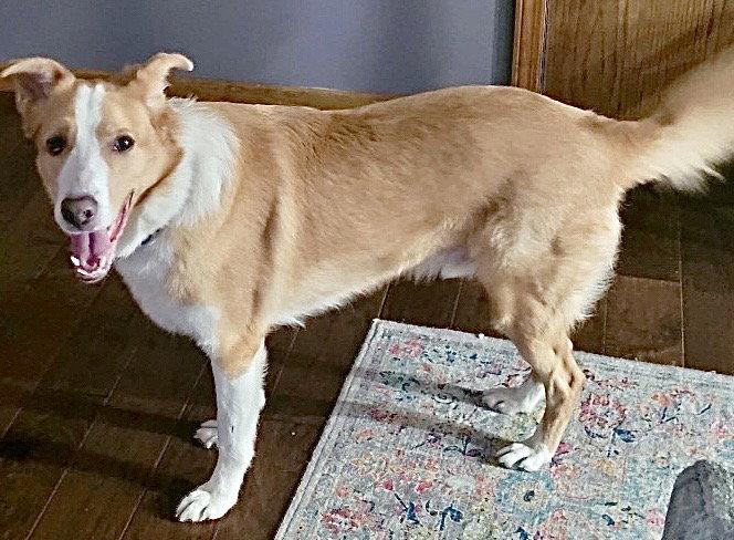 Enlarge Dexter, a Adoptable Australian Shepherd in Omaha, NE image 3/3