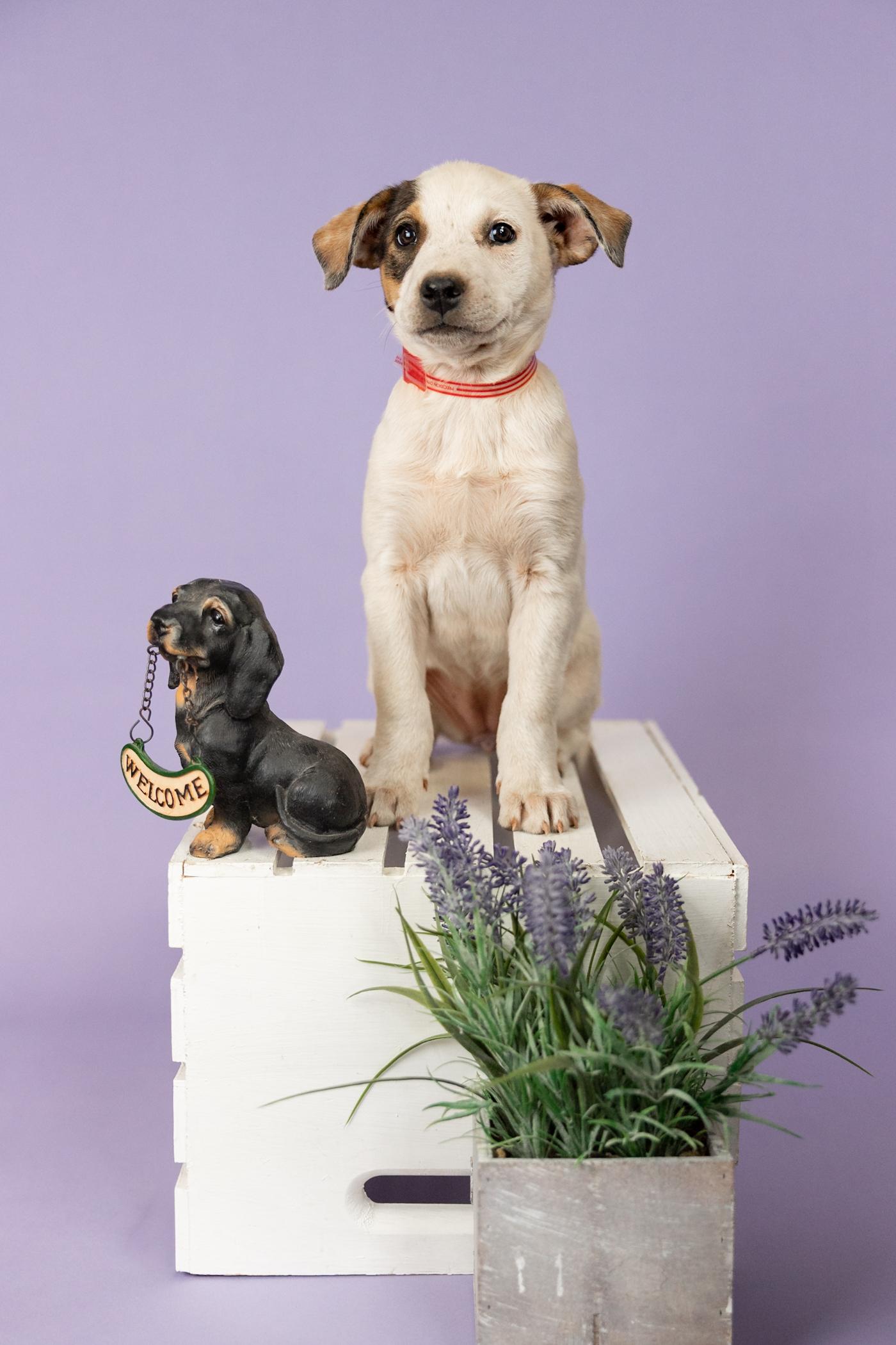Enlarge 390-26, a ADOPTABLE mixed breed in Brighton, CO image 1/1