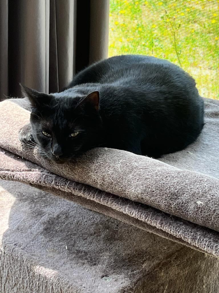 Pantera, Adoptable, Adult Female Domestic Short Hair.