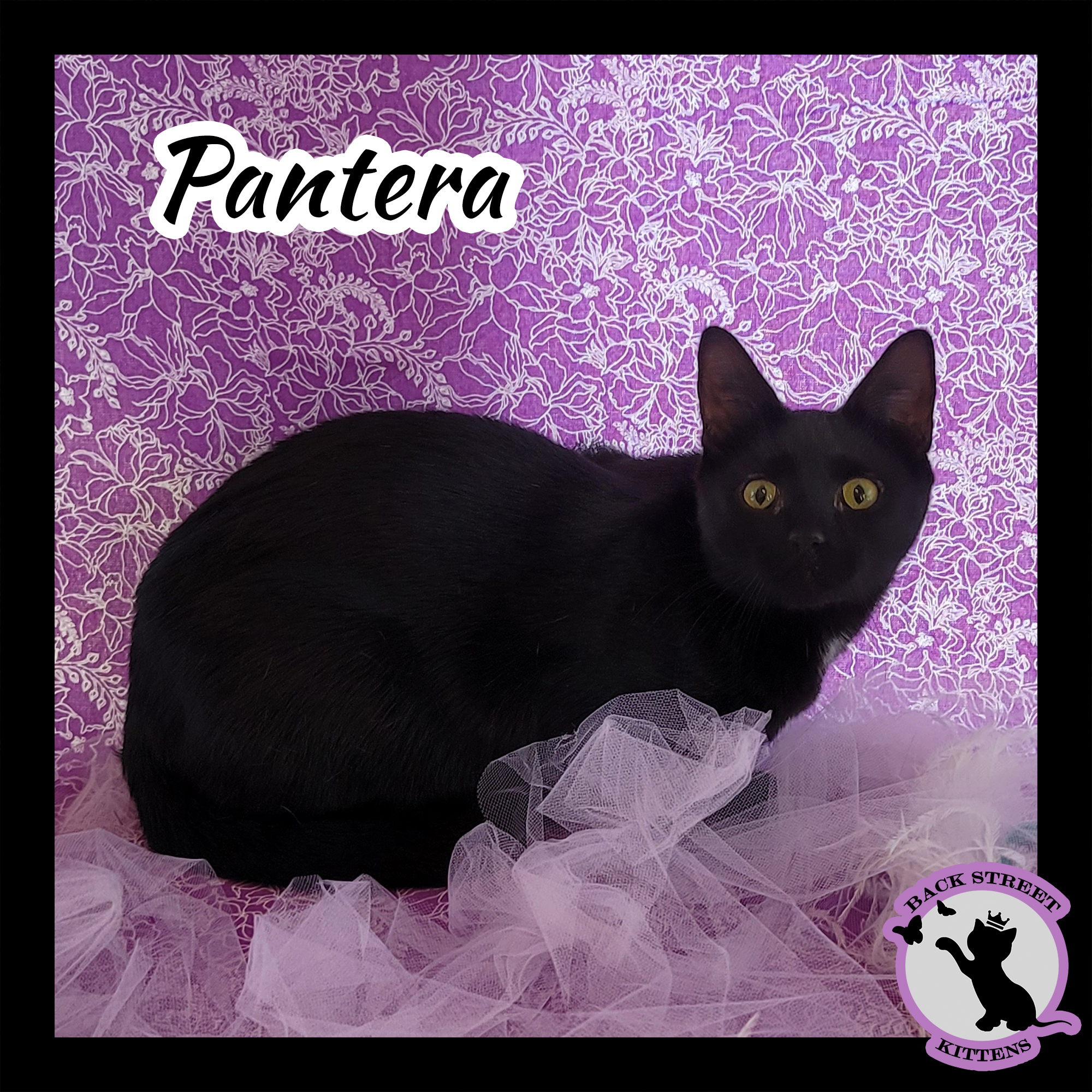 Enlarge Pantera, a Adoptable Domestic Short Hair in Dacula, GA image 2/10