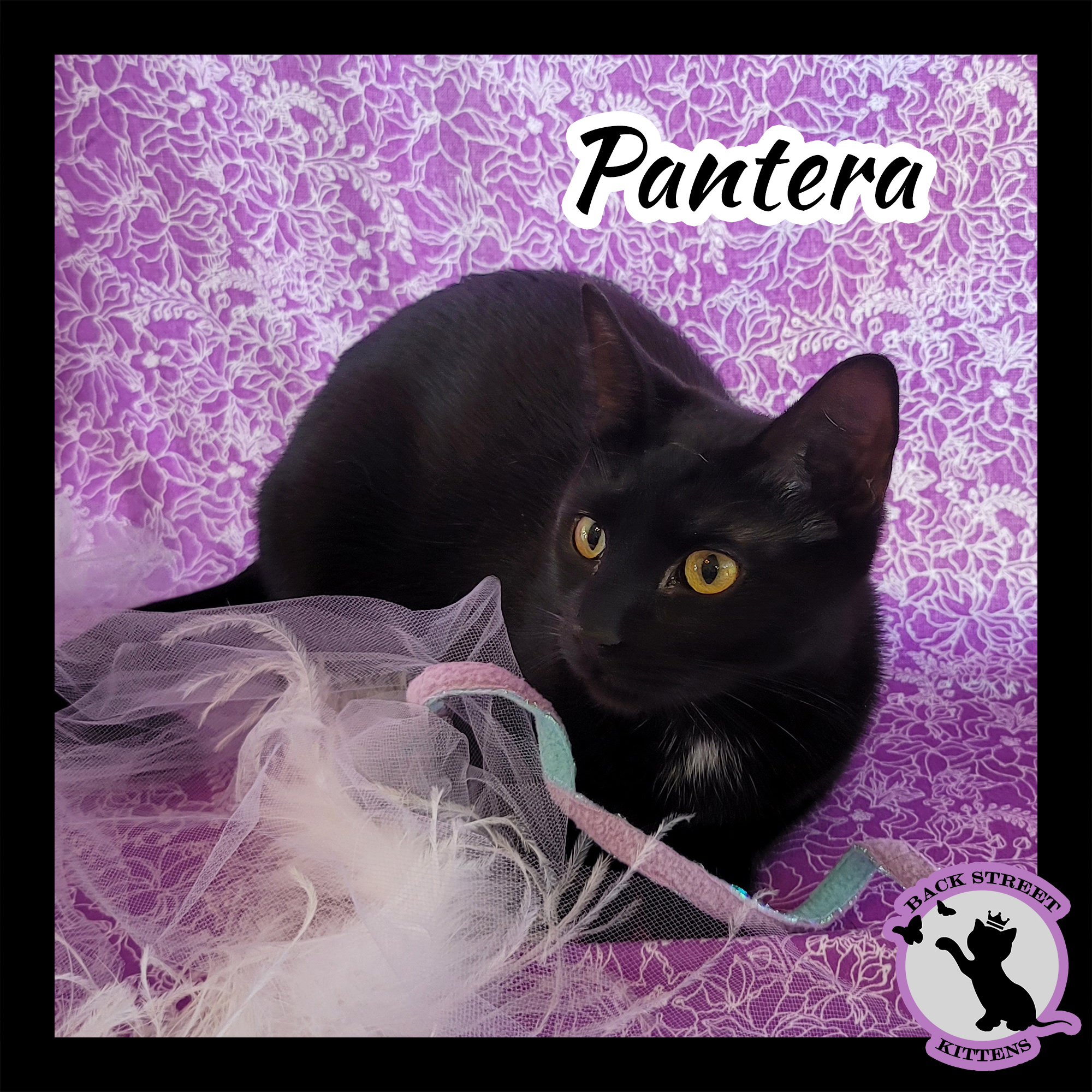 Enlarge Pantera, a Adoptable Domestic Short Hair in Dacula, GA image 3/10