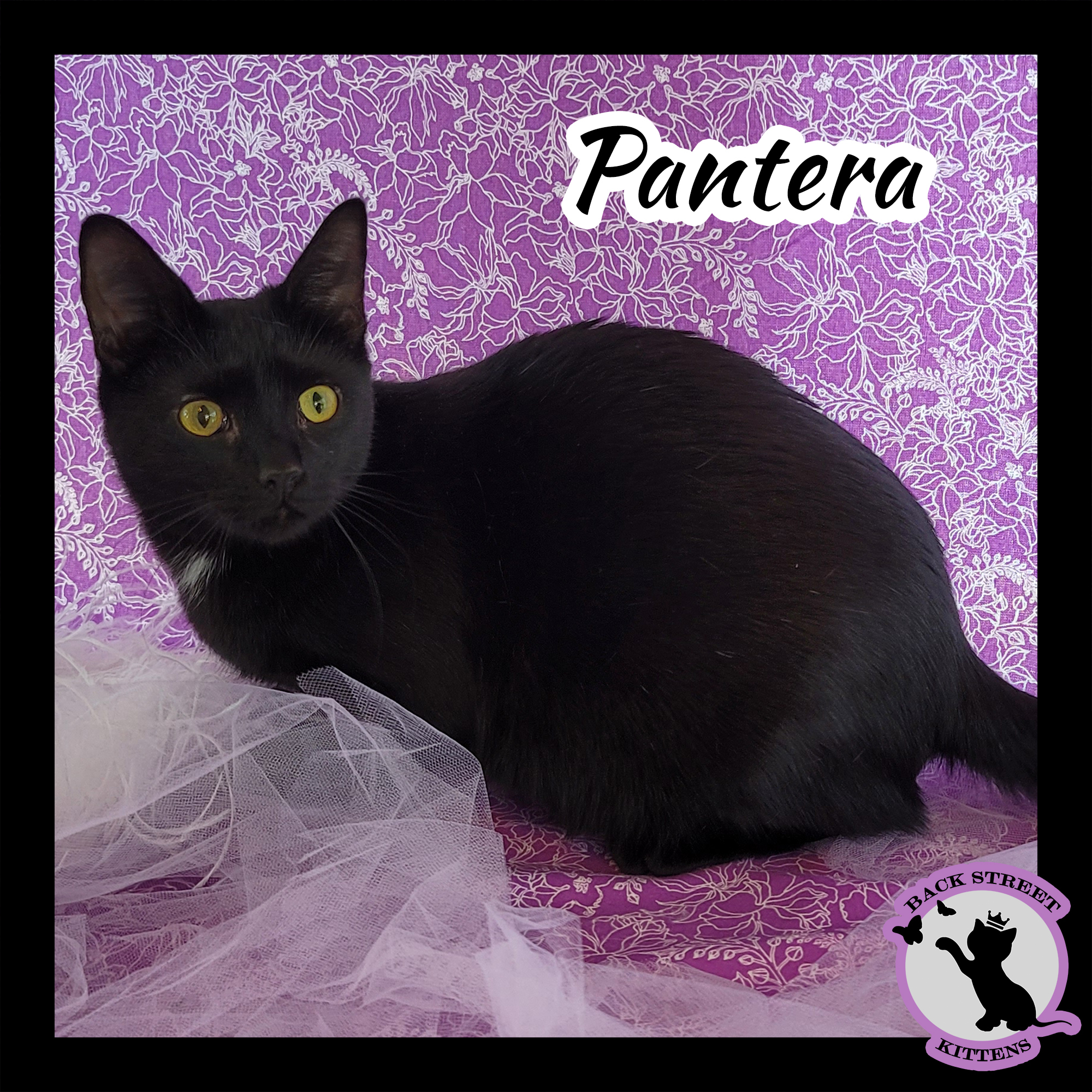 Enlarge Pantera, a Adoptable Domestic Short Hair in Dacula, GA image 4/10