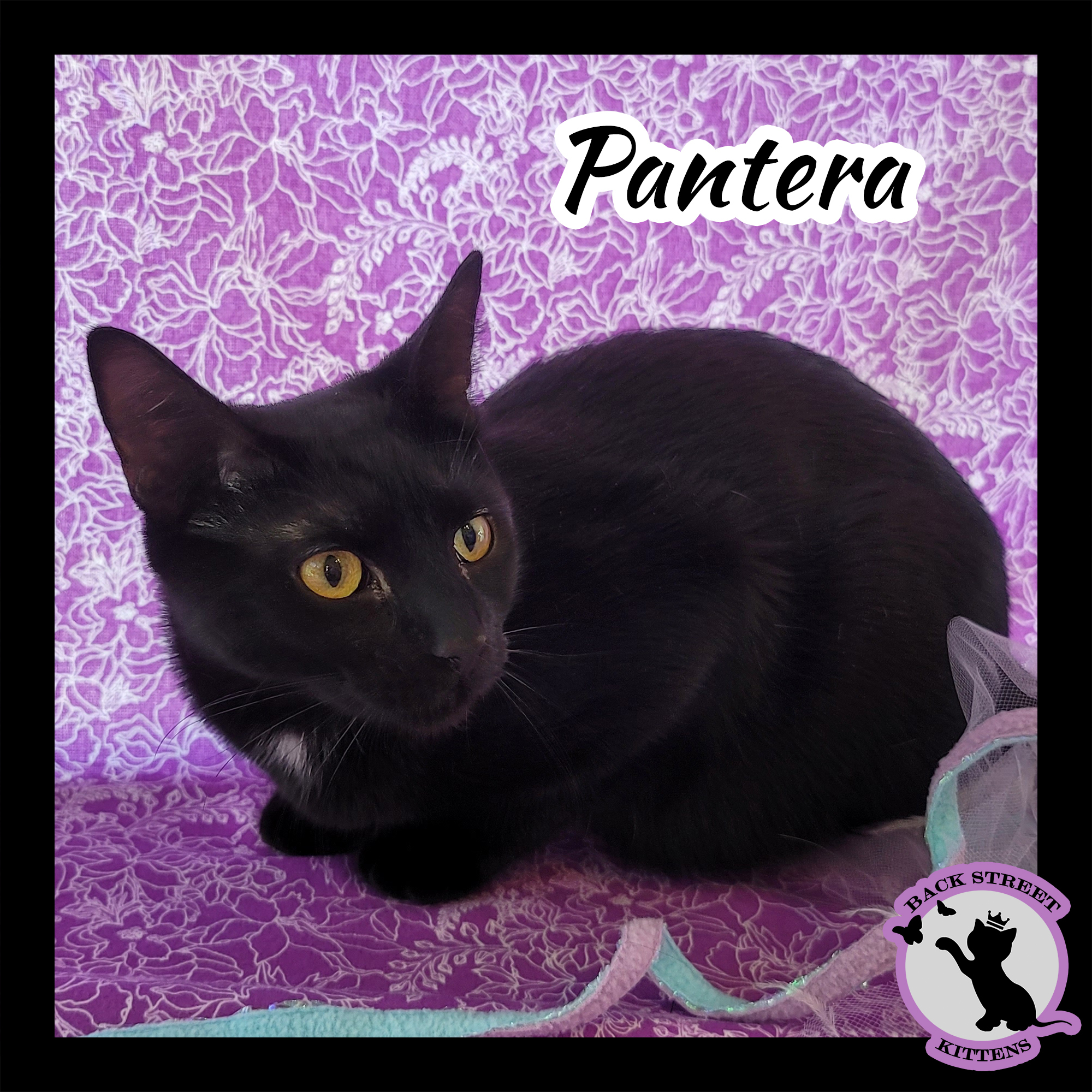 Enlarge Pantera, a Adoptable Domestic Short Hair in Dacula, GA image 5/10