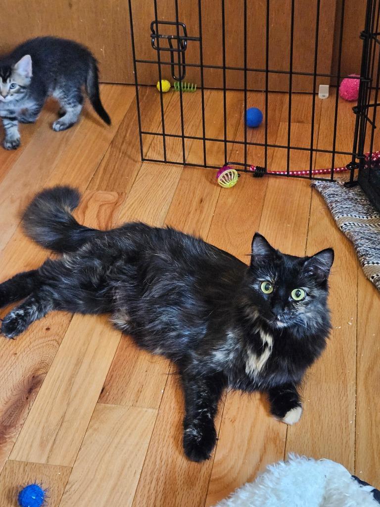 Luna, Adoptable, Young Female Domestic Long Hair.