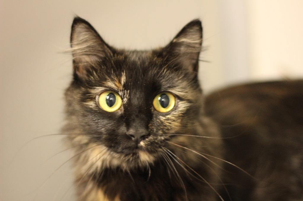 Enlarge Luna, a Adoptable mixed breed in Rockford, IL image 2/2