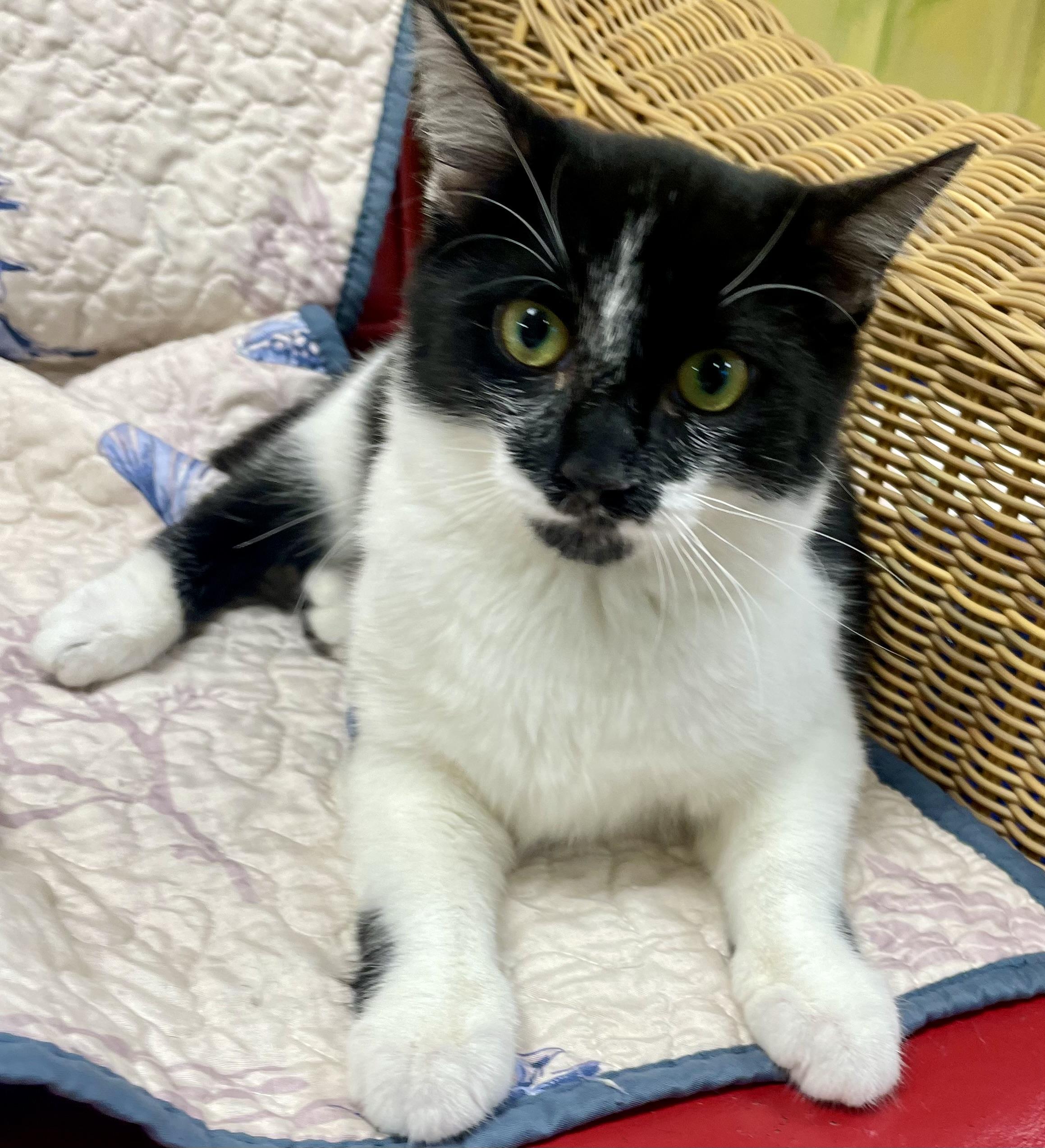 Bingo, ADOPTABLE, Kitten Female Domestic Short Hair.