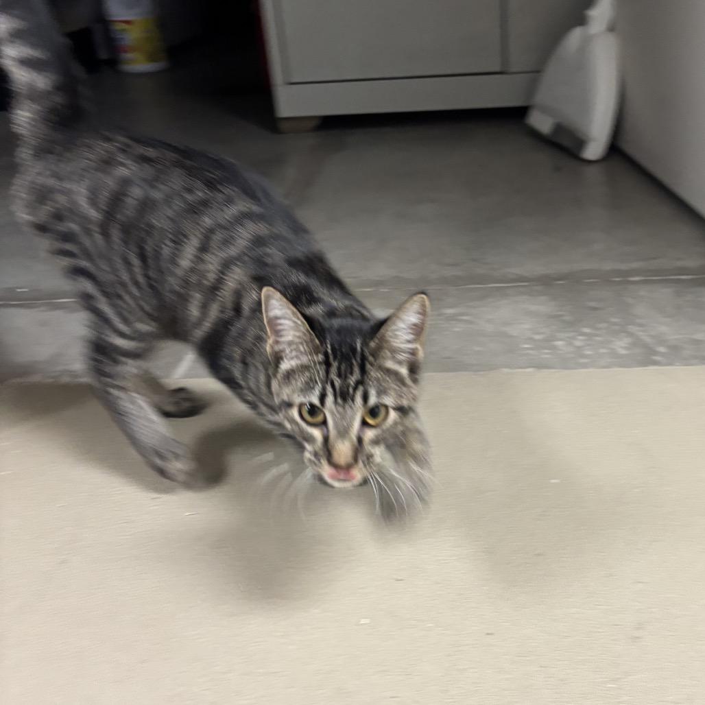 Cersei, Adoptable, Kitten Female Domestic Short Hair.