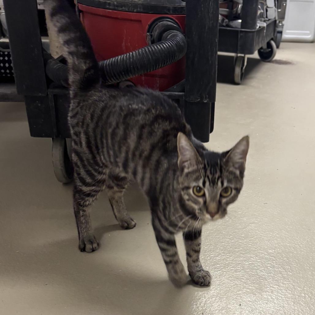 Enlarge Cersei, a Adoptable Domestic Short Hair in Rexburg, ID image 2/2