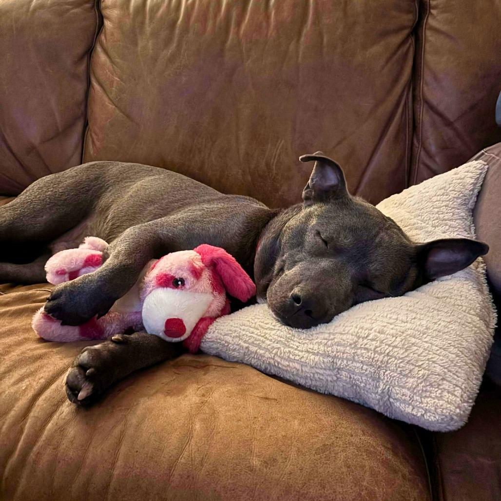 Enlarge Captain, a Adoptable Mixed Breed in South Portland, ME image 1/4