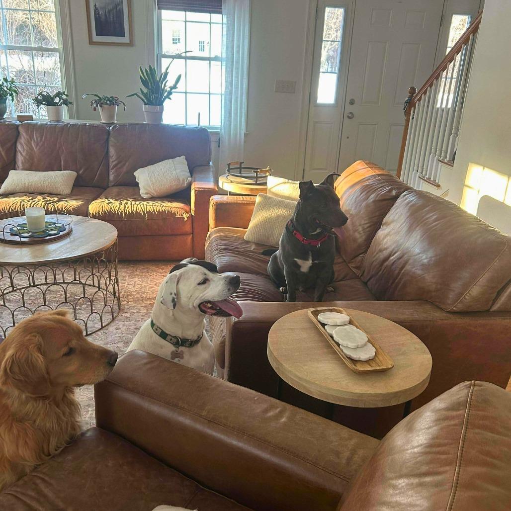 Enlarge Captain, a Adoptable Mixed Breed in South Portland, ME image 3/4