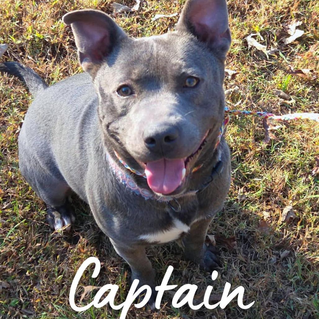 Enlarge Captain, a Adoptable Mixed Breed in South Portland, ME image 4/4