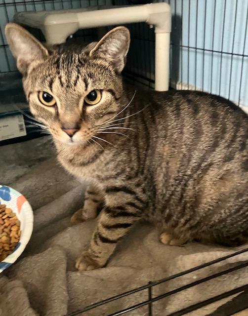 Enlarge Jagger, a ADOPTABLE Domestic Short Hair in Chambersburg, PA image 2/2