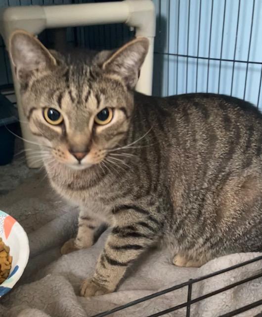 Jagger, ADOPTABLE, Adult Male Domestic Short Hair.