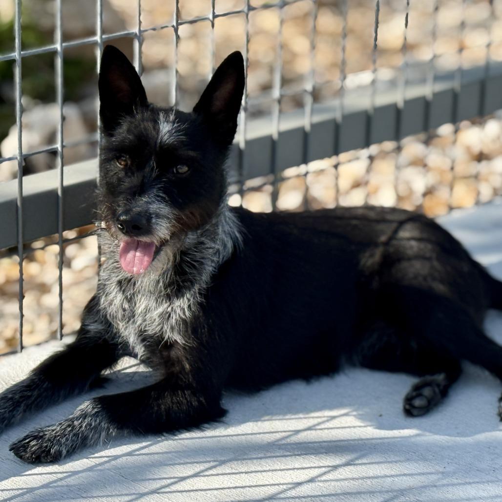 Delaney - playful sweet terrier mix, adopted, Adult Female Terrier.