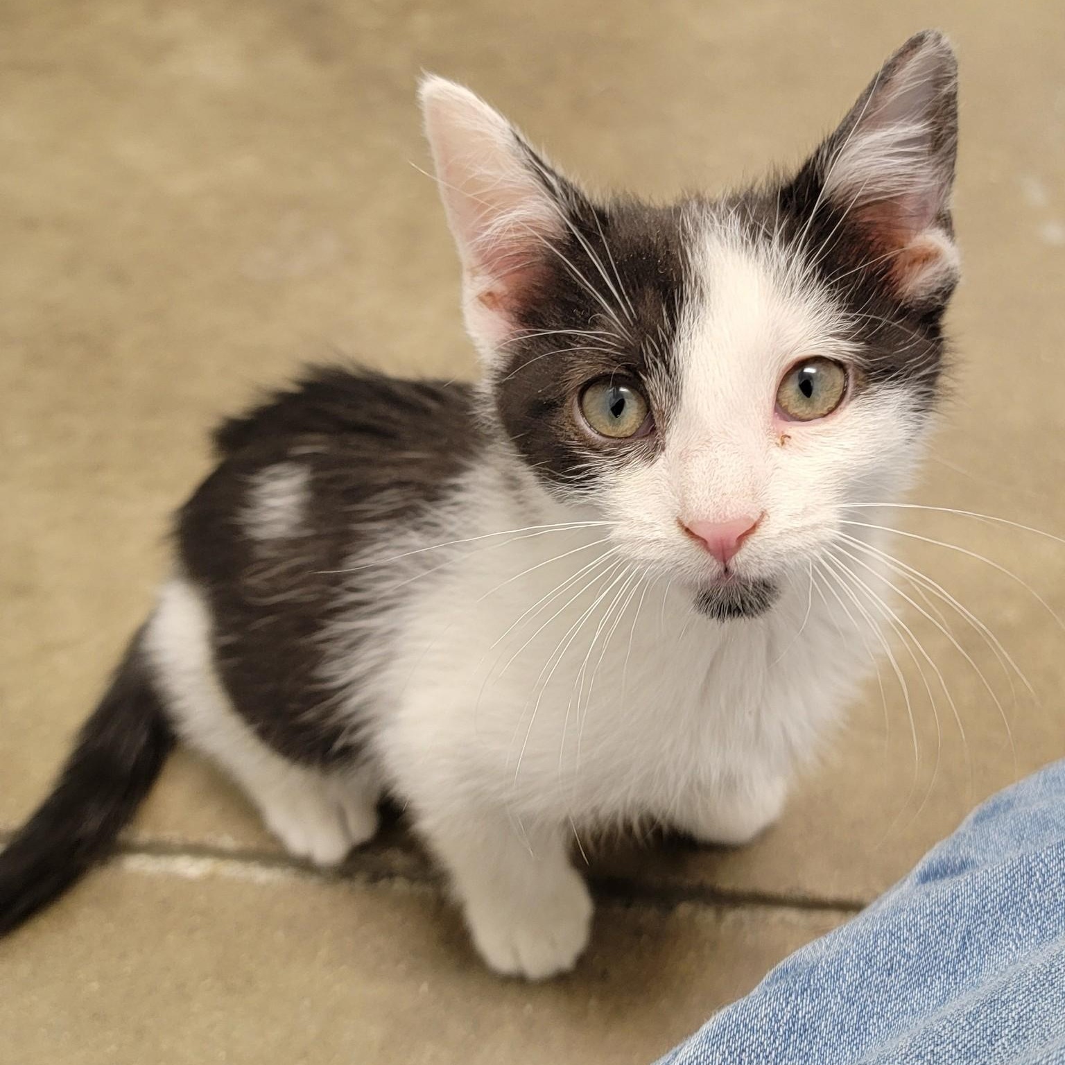 Enlarge FRANK, a Adoptable mixed breed in Wilmington, OH image 1/1