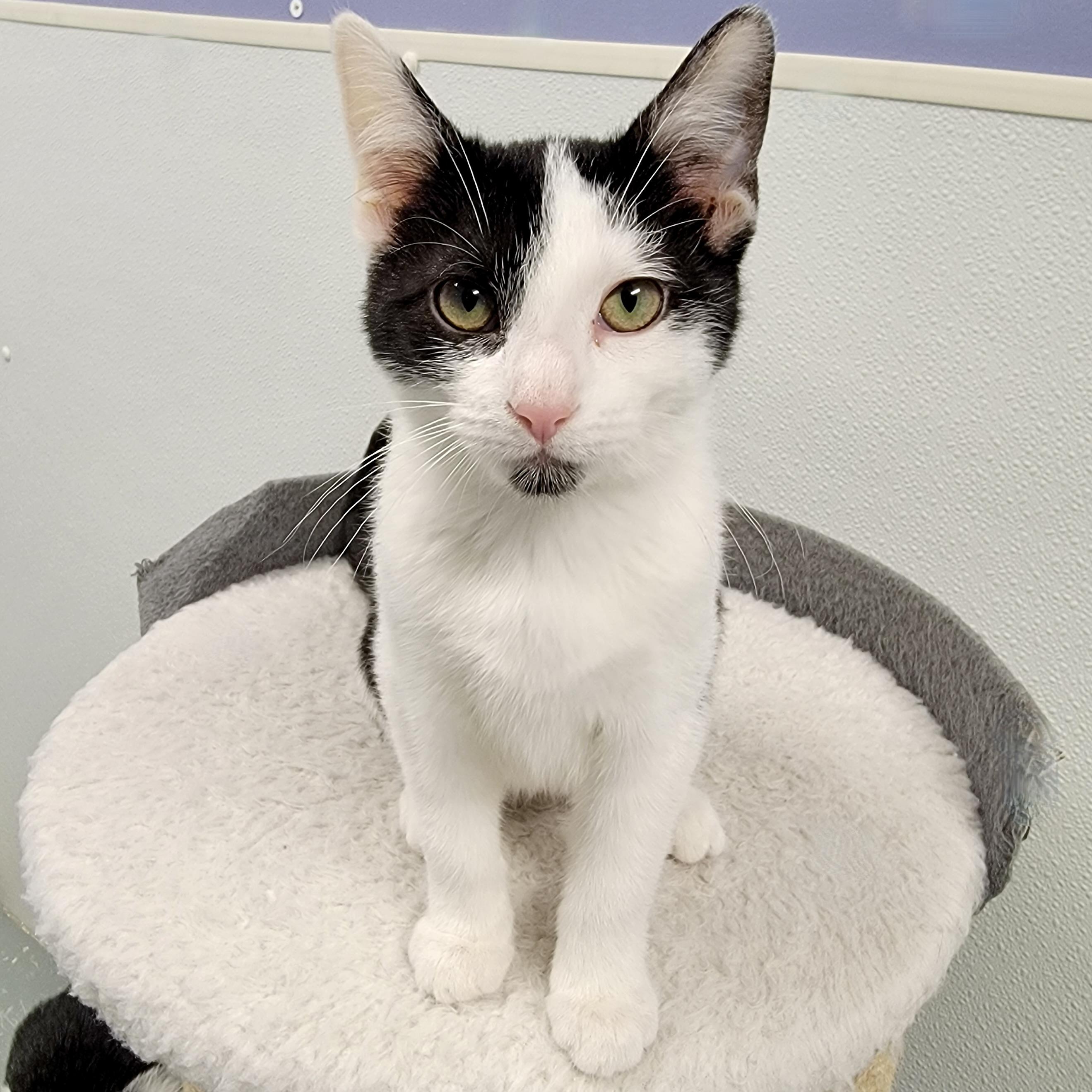 FRANK, Adoptable, Kitten Male Domestic Short Hair & Tuxedo.