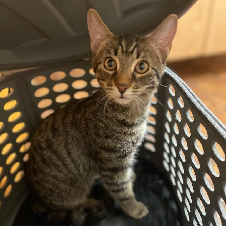 Enlarge Ash, a Adoptable mixed breed in Orlando, FL image 2/4