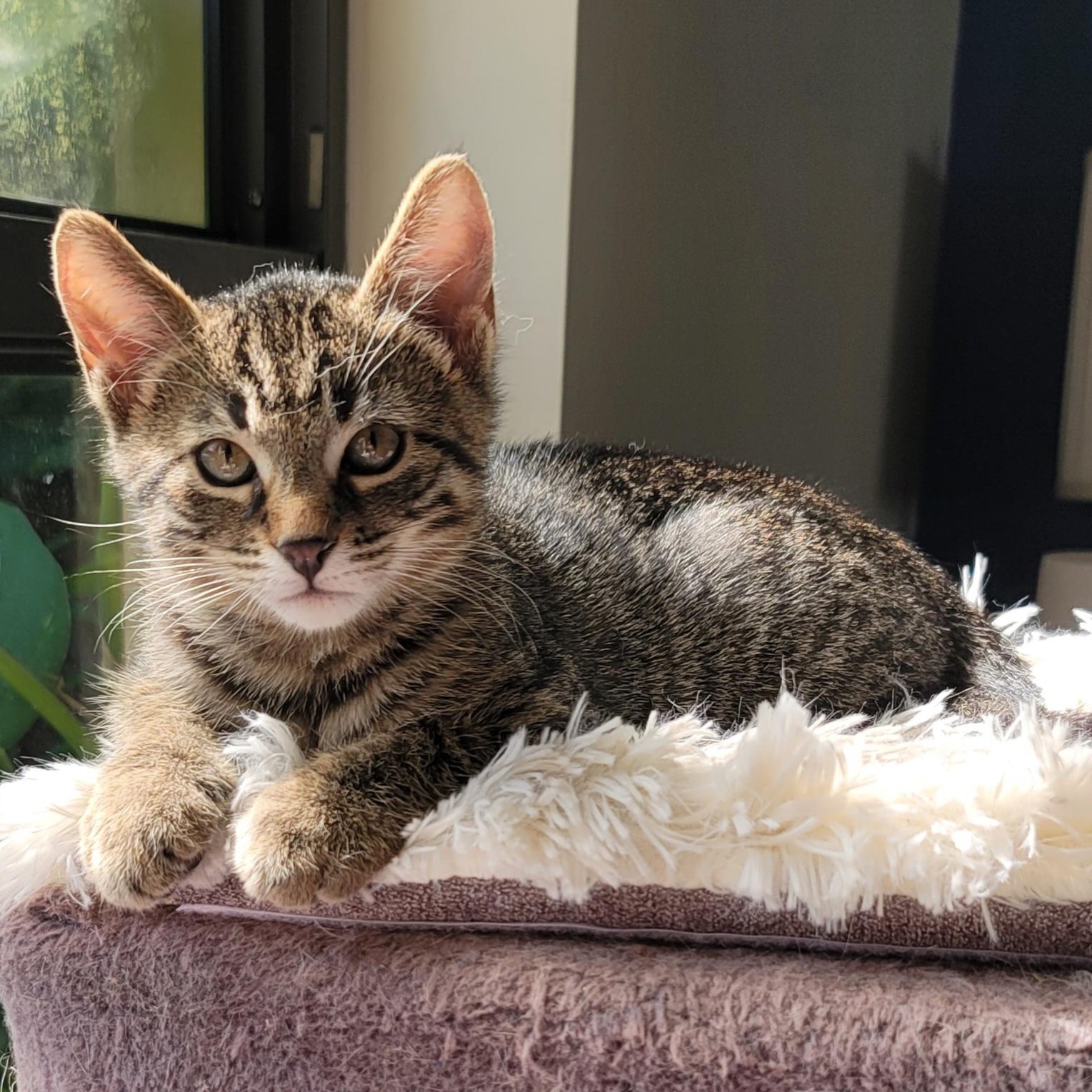 Ash, Adoptable, Kitten Male Domestic Medium Hair.