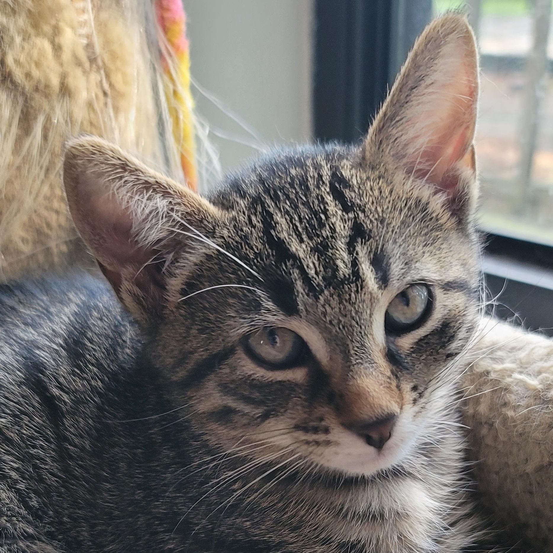 Enlarge Ash, a Adoptable mixed breed in Orlando, FL image 4/4