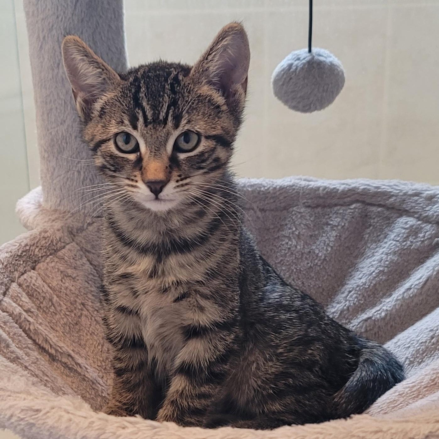 Ash, Adoptable, Kitten Male Domestic Medium Hair.