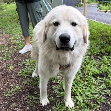 Beau, an adopted mixed breed in Palatine, IL image 2/4