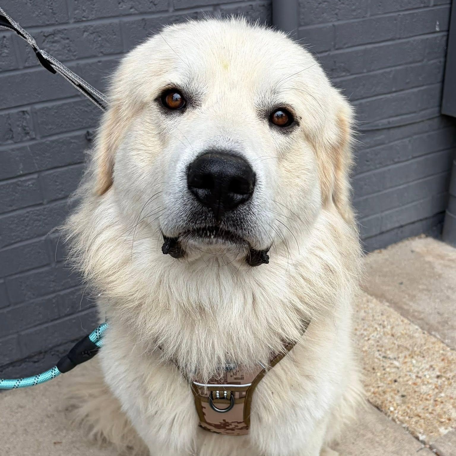 Beau, an adopted mixed breed in Palatine, IL image 4/4