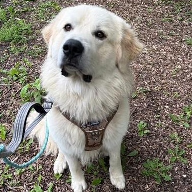 Beau, an adopted mixed breed in Palatine, IL image 3/4
