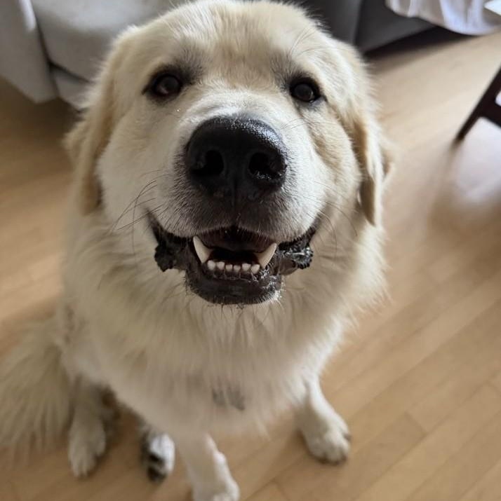Beau, an adopted mixed breed in Palatine, IL image 1/4
