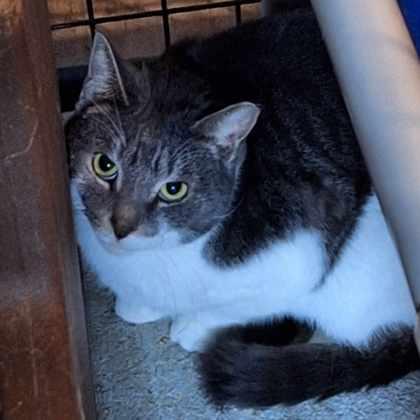 Enlarge Beatrix, a Adoptable Domestic Short Hair in Bath, NY image 1/1
