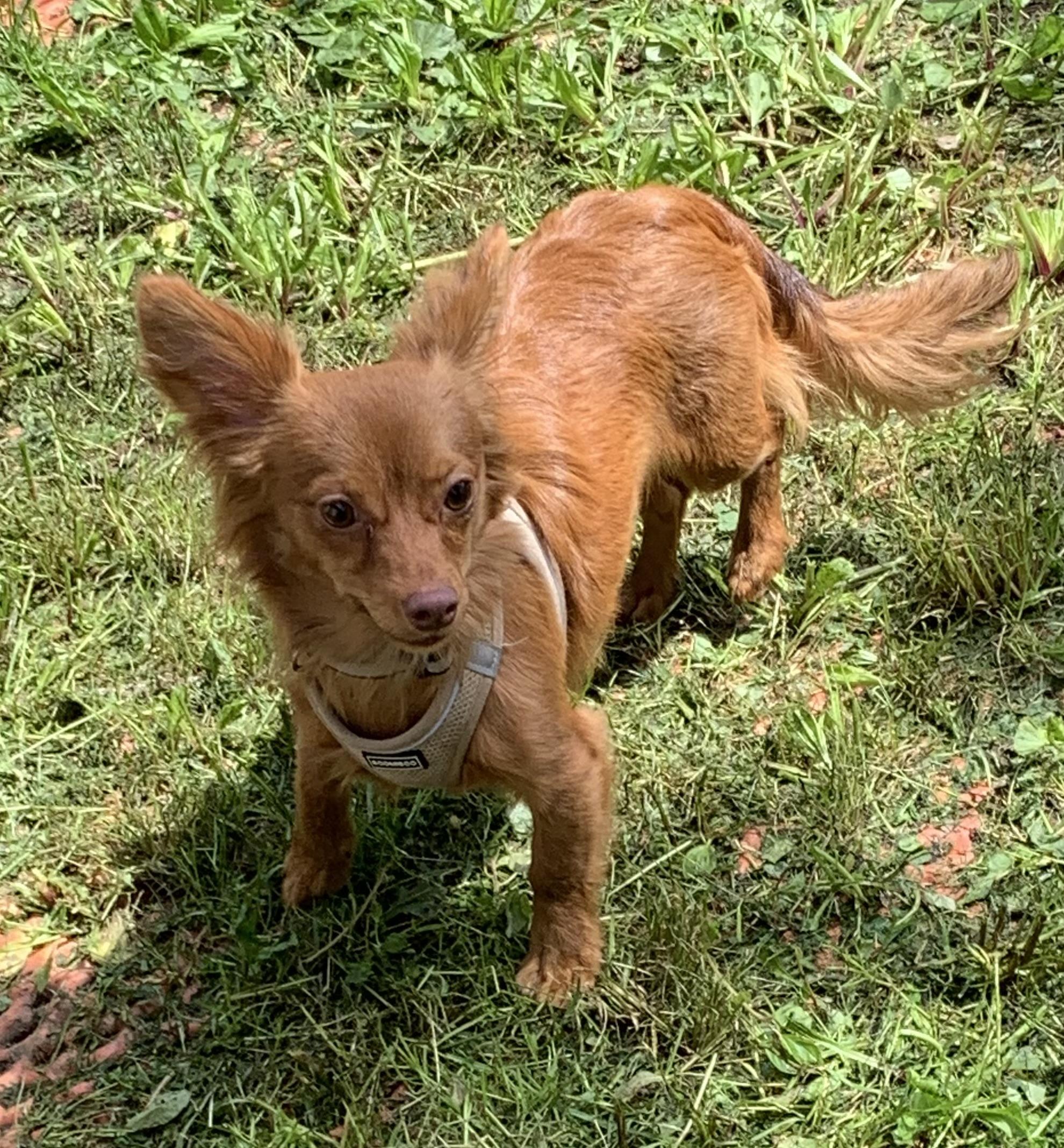 Rusty * MN