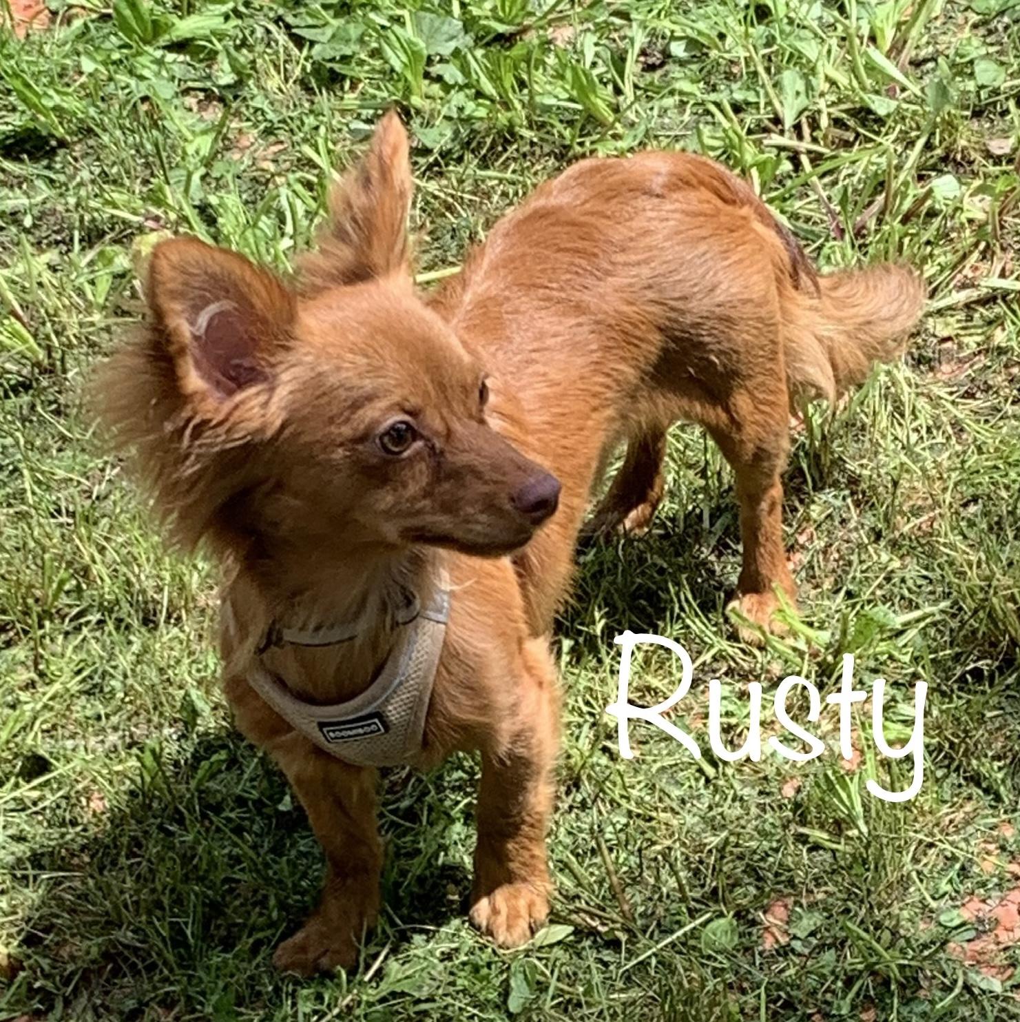 Rusty * MN photo 2