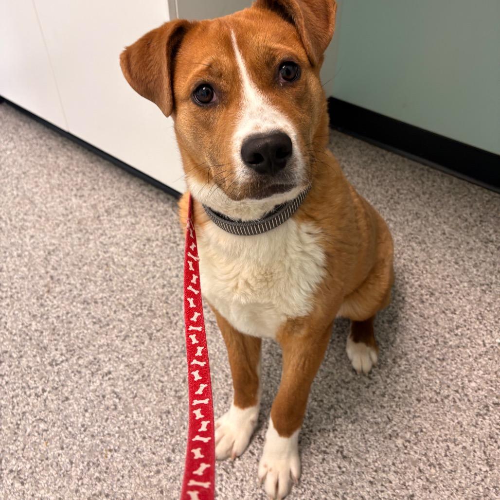 Enlarge Smarties, a Adoptable mixed breed in Saskatoon, SK image 1/1