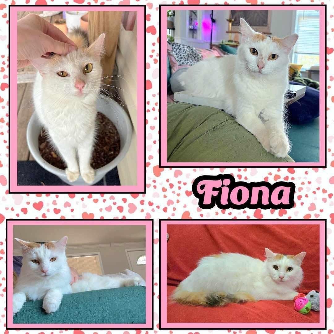 Enlarge Fiona , a ADOPTABLE mixed breed in Lubbock, TX image 1/1