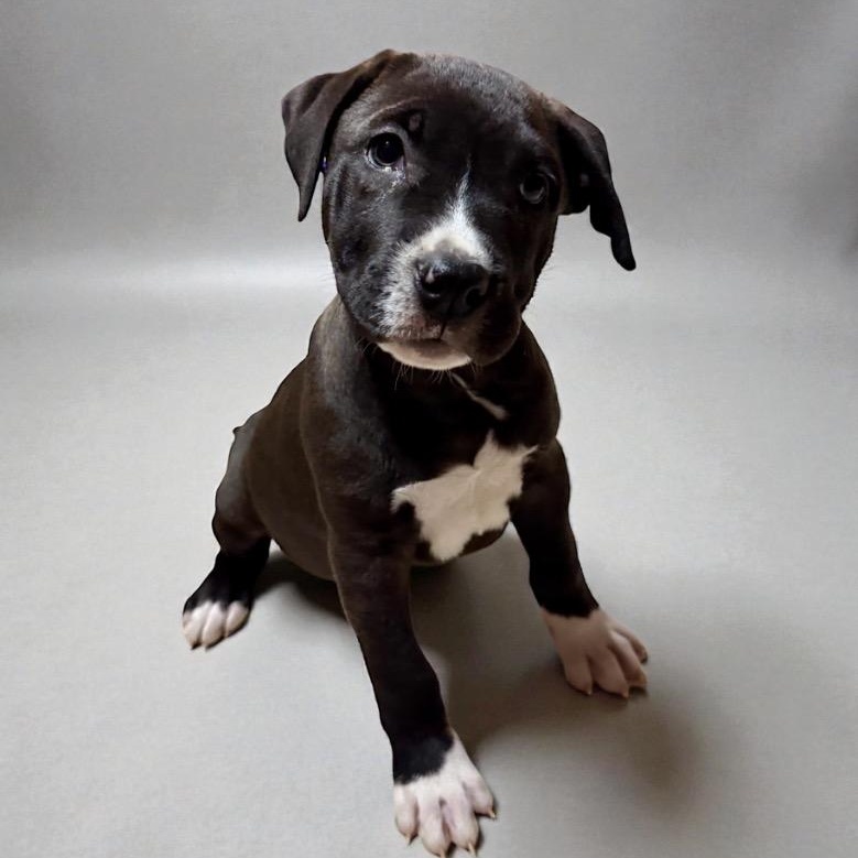 Enlarge Onyxius, a Adoptable mixed breed in Seattle, WA image 2/4