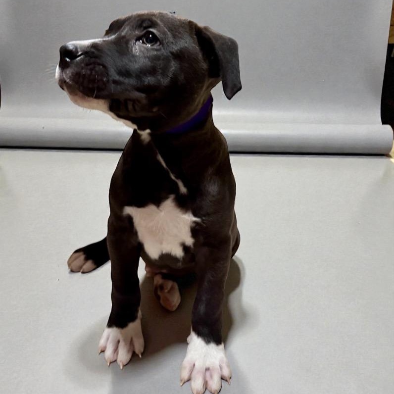 Enlarge Onyxius, a Adoptable mixed breed in Seattle, WA image 3/4