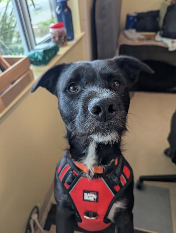 Enlarge Corduroy, a Adoptable mixed breed in Santa Rosa, CA image 1/5