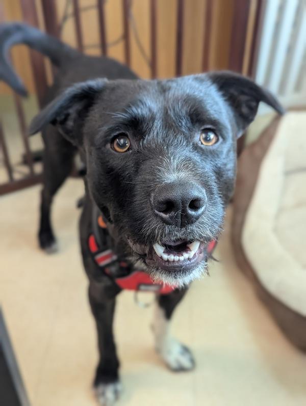 Enlarge Corduroy, a Adoptable mixed breed in Santa Rosa, CA image 2/5