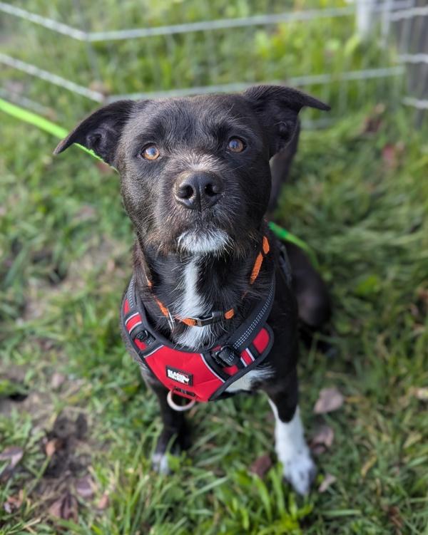 Enlarge Corduroy, a Adoptable mixed breed in Santa Rosa, CA image 3/5