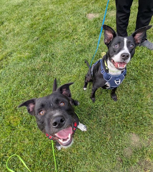 Enlarge Corduroy, a Adoptable mixed breed in Santa Rosa, CA image 4/5