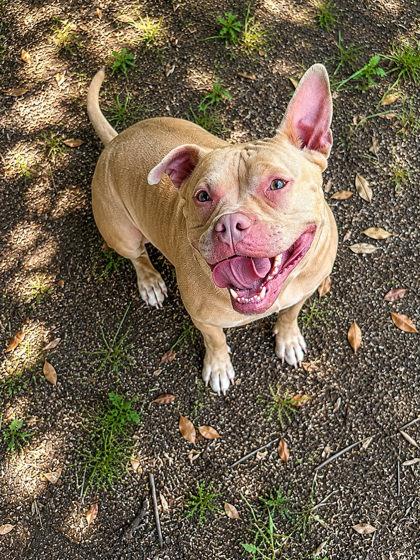 Ruby, Adoptable, Adult Female Fox Terrier & Mixed Breed.