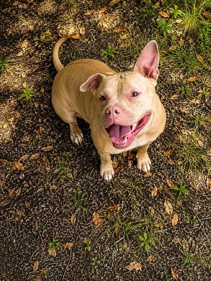 Enlarge Ruby, a Adoptable mixed breed in Palm Coast, FL image 2/3