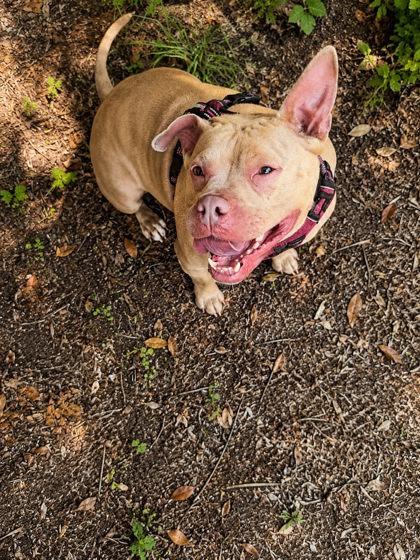 Enlarge Ruby, a Adoptable mixed breed in Palm Coast, FL image 3/3