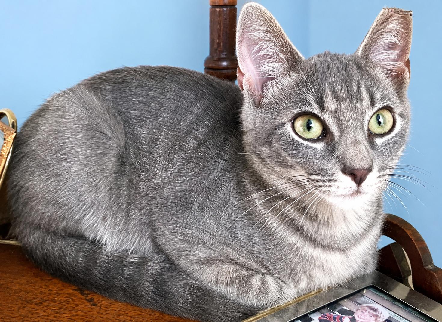 Samson (Sami), an adopted Domestic Short Hair in Charlotte, NC image 2/3