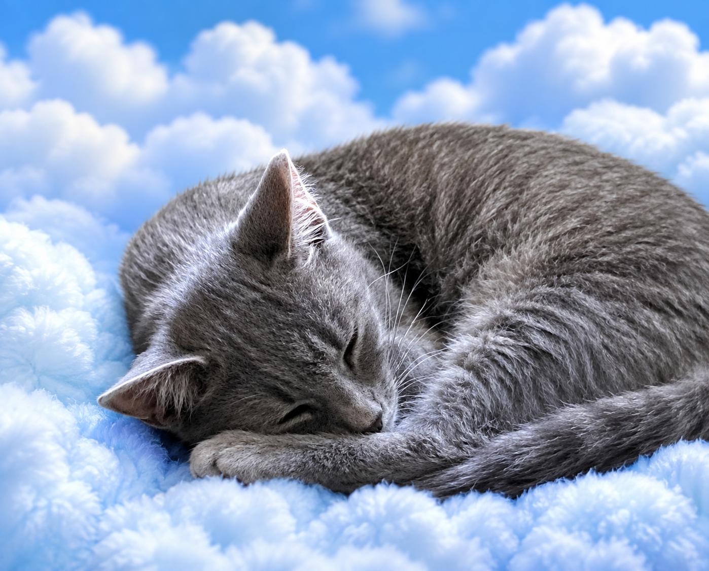 Samson (Sami), an adopted Domestic Short Hair in Charlotte, NC image 3/3