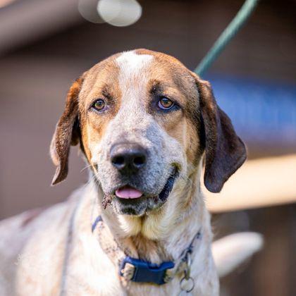 Enlarge Duke, a Adoptable mixed breed in Honolulu, HI image 2/3