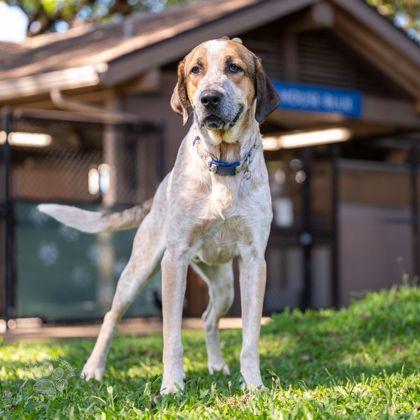 Enlarge Duke, a Adoptable mixed breed in Honolulu, HI image 3/3