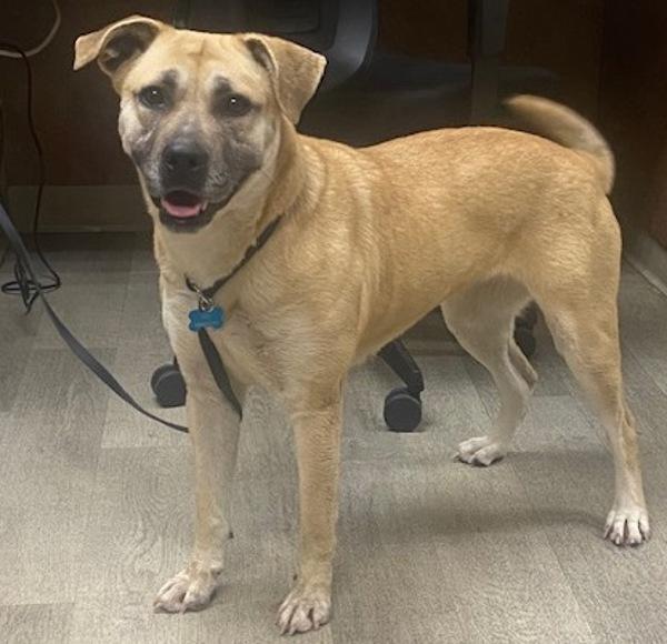 Enlarge Biscuit, a Adoptable mixed breed in San Diego, CA image 1/1