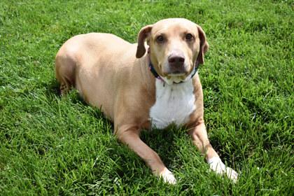 Summer, Adoptable, Adult Female Pointer & Mixed Breed.