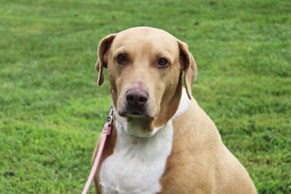 Enlarge Summer, a Adoptable mixed breed in Kansas City, MO image 2/3